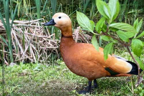 Ruddy shelduck (Tadorna ferruginea) walking near pond, wildlife bird in natural habitat