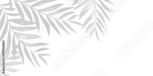 Delicate tropical palm leaves casting shadows on a bright white background