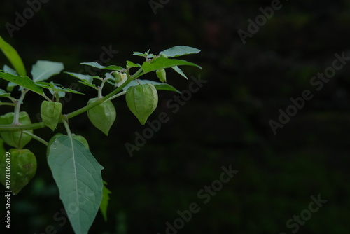 Fotografía A close-up of the *Ciplukan* (ground cherry) fruit