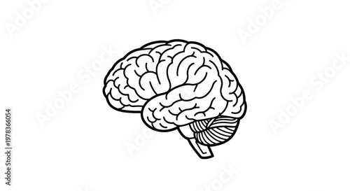 Human Brain Outline Icon, Anatomical Illustration, Medical Symbol