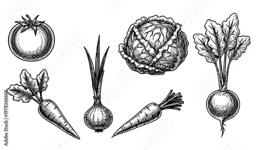 Vintage engraved vegetable collection vector with separate garden produce elements in retro woodcut style isolated on white
