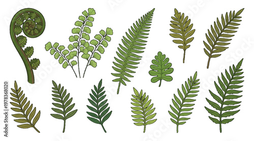 Different types of ferns and leaves arranged in a clear layout for study and reference purposes