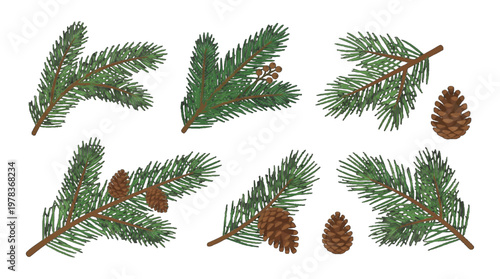 Pine branches with cones arranged in a neat pattern on a white background showing forest elements used for decoration