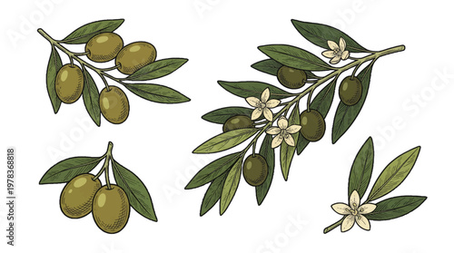 Olive branches with leaves and flowers in a simple arrangement on a white background showing different stages of growth