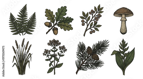 Various types of plants and fungi are displayed showing natural elements found in forests and gardens at different seasons