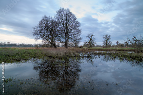 Landscape in the park. Old trees.