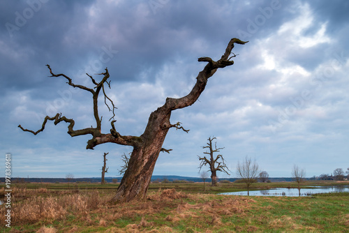 Landscape in the park. Old trees.