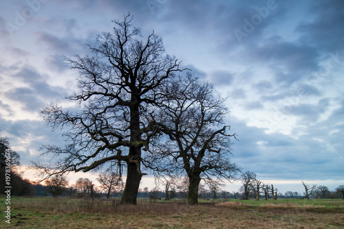 Landscape in the park. Old trees.
