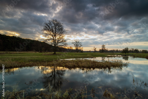 Landscape in the park. Old trees.