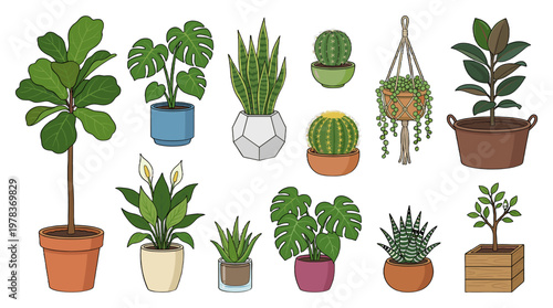 Different types of house plants arranged on a white background in various pots and containers
