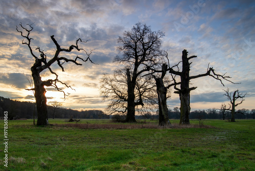 Landscape in the park. Old trees.