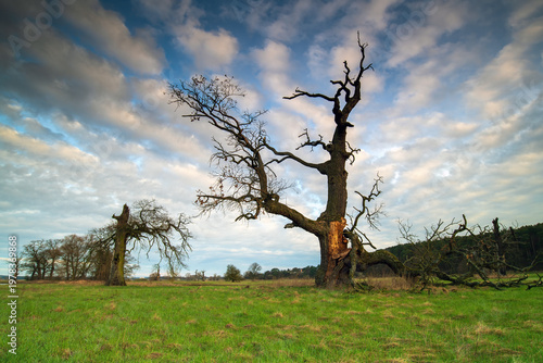 Landscape in the park. Old trees.