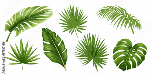 Assorted tropical palm leaves arranged on a plain white background