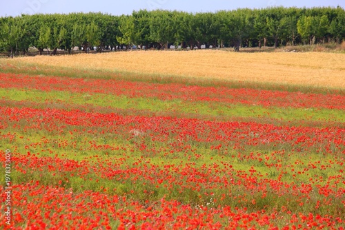 Fotografie Spring in Italy