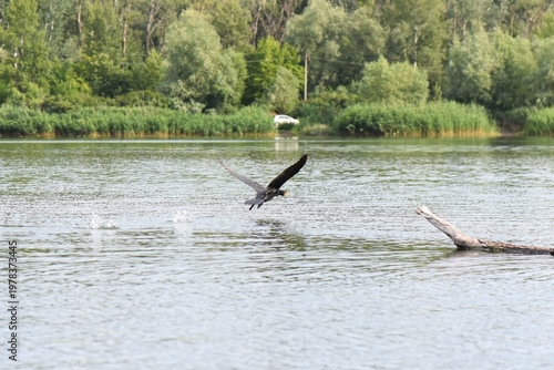 Cormorant Taking Off from Lake