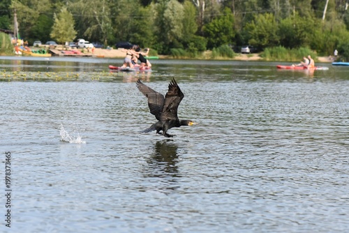 Cormorant Taking Off from Lake