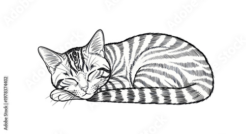 Sleeping Tabby Cat Illustration, Relaxed Feline Drawing, Peaceful Pet Rest