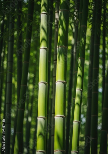 Lush Green Bamboo Stalks Against Natural Backdrop in Forested Area