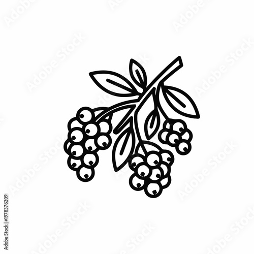 Berries on a branch with leaves are depicted in a simple line art illustration.
