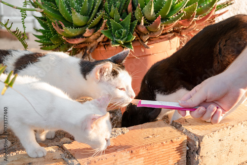close-up of cats with their caregiver while they sniff a delicious snack