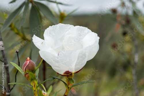 Rustic Mediterranean rockrose with white petals.