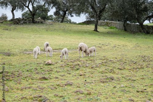 A flock of white Merino lambs grazing with a ewe in a rolling Andalusian pastureland dotted with oak trees and a stone wall.