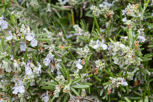 Macro photograph of a honeybee pollinating rosemary flowers in bloom.