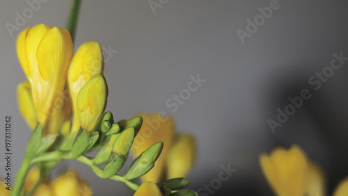 Bright Yellow Freesia Close Up Photography