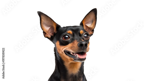 Happy Miniature Pinscher Dog Portrait Smiling With Ears Up on a transparent background
