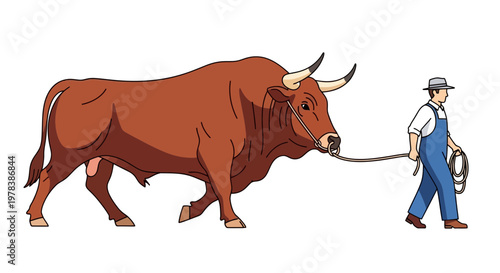 A male farm worker in blue overalls guiding a large brown bull with a rope lead isolated on white background for agricultural livestock concepts