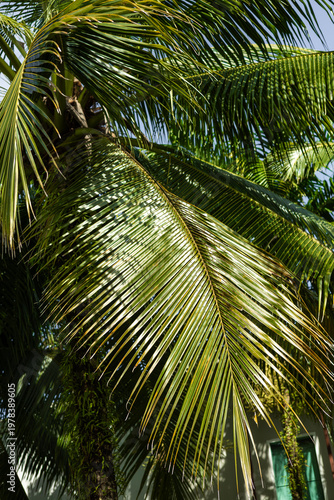 A vibrant green palm leaf captured in close-up, highlighting its textures and veins in a natural outdoor setting. Perfect for tropical, botanical, or nature-themed designs.