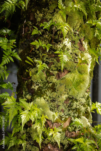 Close-up of a moss-covered tree trunk adorned with vibrant ferns in a serene forest. 