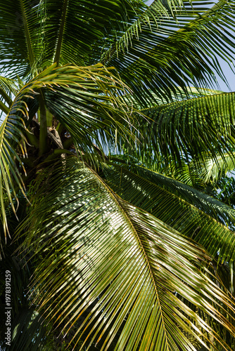 Close-up of vibrant green palm fronds with long sharp leaves, showing beautiful patterns of bright sunlight and soft shadows.