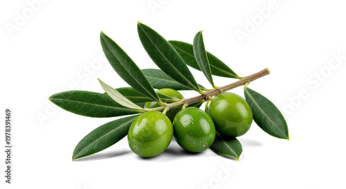 Fresh Green Olives on Branch - Mediterranean Harvest