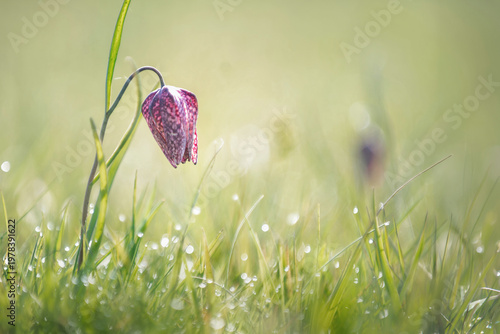 a fritillary in the morning dew