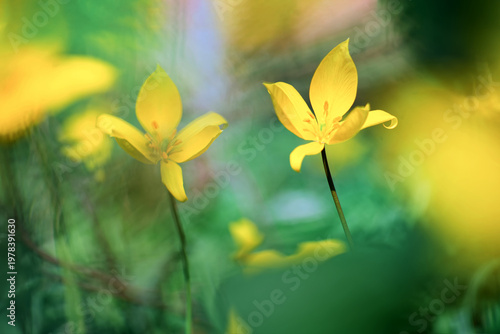 Wild tulip,, also known as the vineyard tulip or woodland tulip (France)