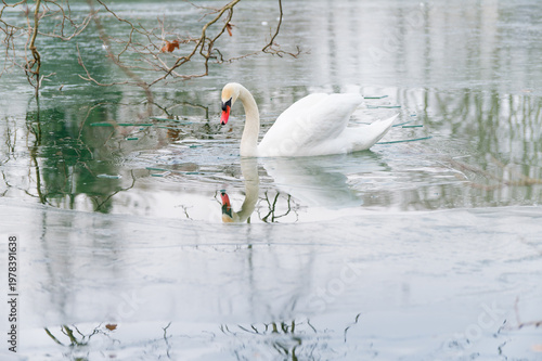 A swan looks at its reflection (France)