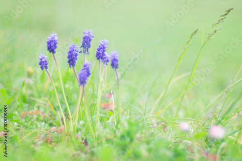 Muscari Neglectum (France)