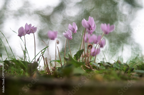 Bouquet of cyclamen in the light of a pretty bokeh