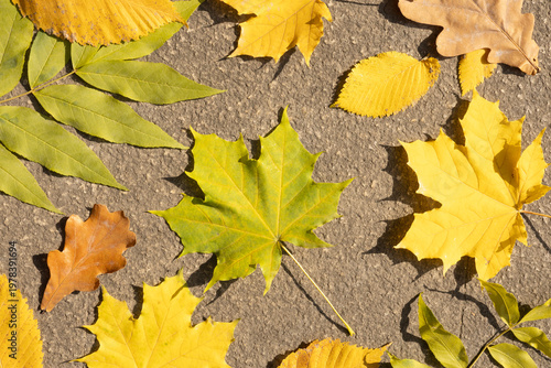 Various autumn leaves in yellow and green tones arranged on a textured ground surface.