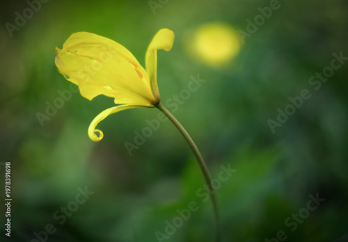 Single wild tulip agains a nice bokeh (France)