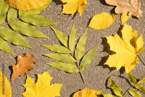 Various autumn leaves in yellow and green tones arranged on a textured ground surface.
