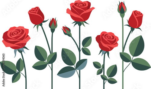 Seven red roses with green leaves on white background
