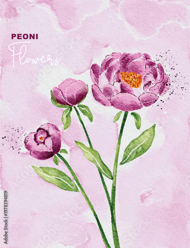 Hand Painted Watercolor Pink Peony Flower Bouquet with Abstract Purple Background