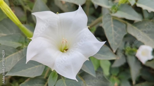 White Datura Flower in Bloom 4k video