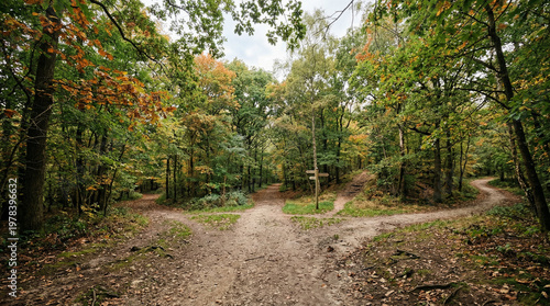 Autumn forest path splits into three directions at a wooden signpost with colorful leaves on ground deciduous trees showing fall foliage vibrant green and orange hues.