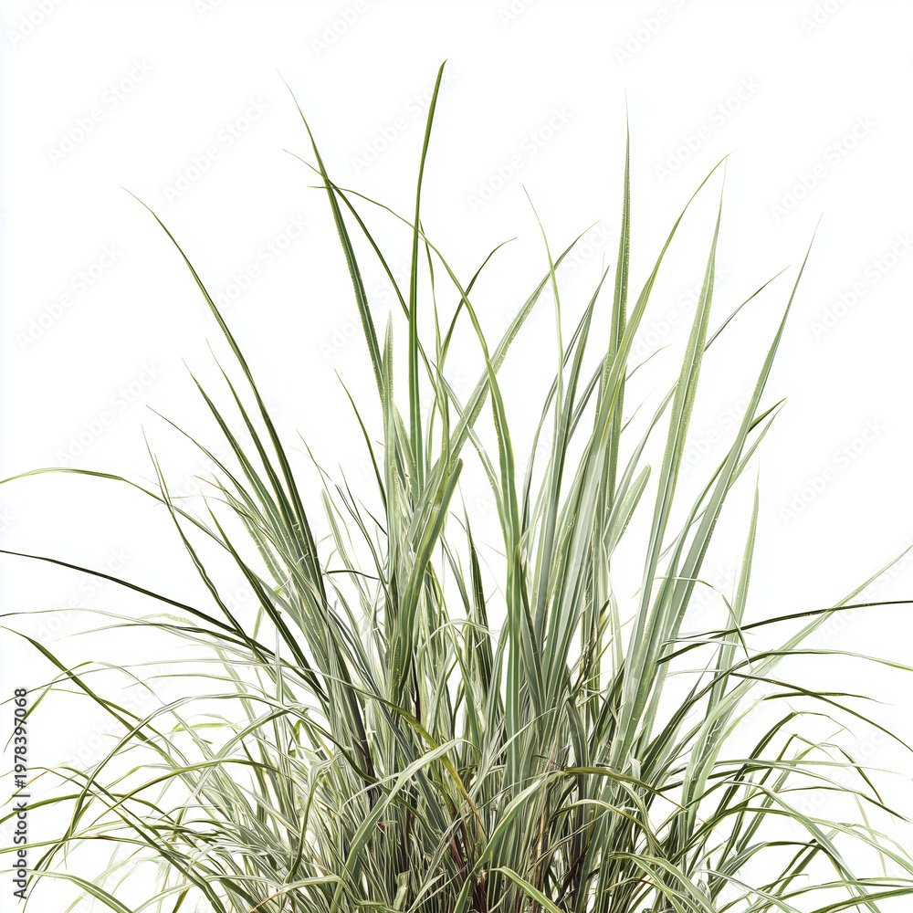 Naklejka premium a large clump of grasses isolated on a white background, in the style of a png image.