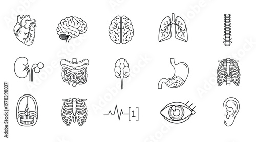 Human anatomy and internal organs line icon set for medical education