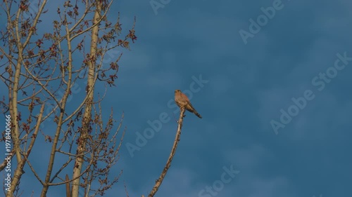 4k with a hawk at the top of a tree on a dry branch in the wind
