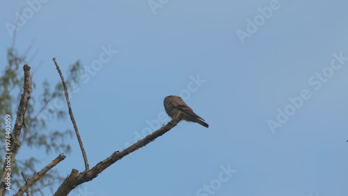 4k with a hawk at the top of a tree on a dry branch in the wind
